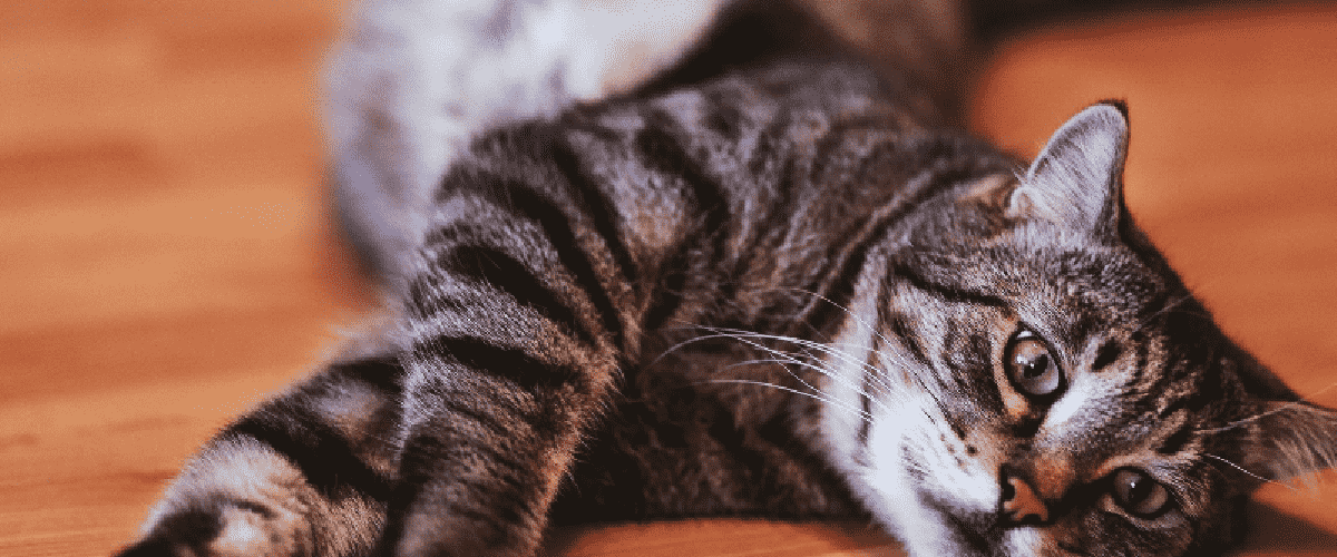 banner image1