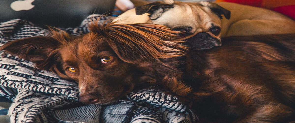 banner image2