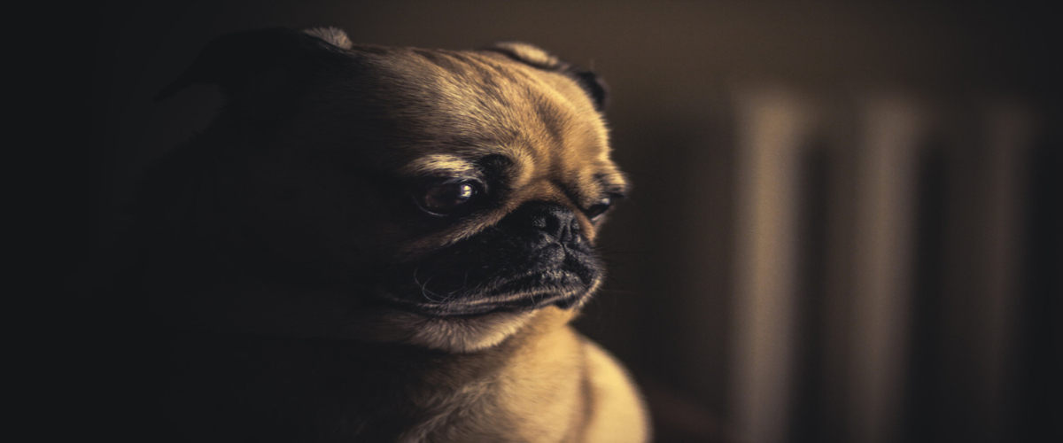 banner image4